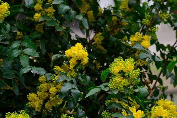 Ramos Árvore Com Belas Flores Amarelas Close Conceito Primavera — Fotografia de Stock