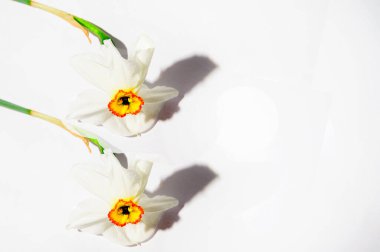 Açık arkaplanda güzel çiçeklerin kompozisyonu, bahar konsepti, yakın görüş  