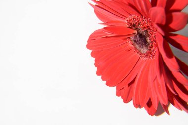 Aydınlık arka planda güzel Gerbera çiçeği, bahar konsepti, yakın görüş  