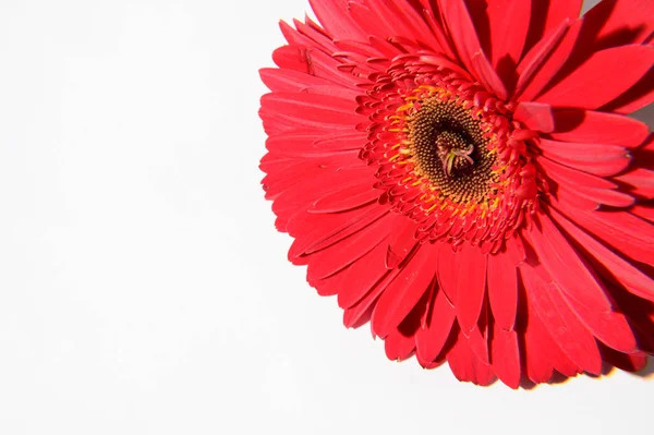 Bela Flor Gerbera Fundo Claro Conceito Primavera Vista Próxima — Fotografia de Stock