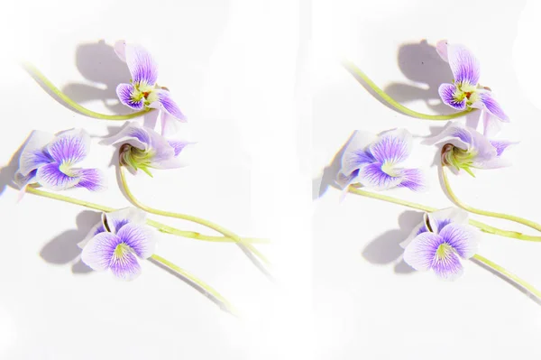Açık Arkaplanda Güzel Çiçeklerin Kompozisyonu Bahar Konsepti Yakın Görüş — Stok fotoğraf