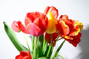 Işık arka planda güzel laleler, bahar konsepti, yakın manzara  