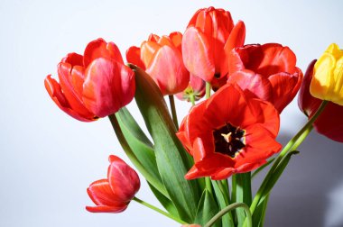 Işık arka planda güzel laleler, bahar konsepti, yakın manzara  