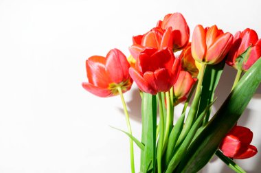 Işık arka planda güzel laleler, bahar konsepti, yakın manzara  