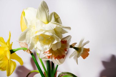 Hafif arka planda güzel nergisler, bahar konsepti, yakın görüş  