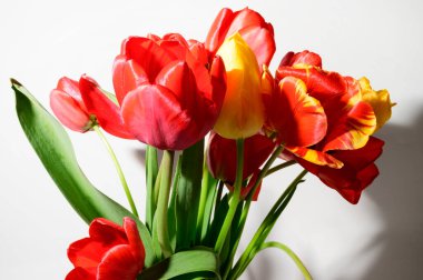 Işık arka planda güzel laleler, bahar konsepti, yakın manzara  