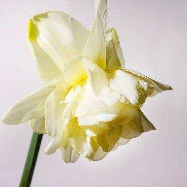 Işık arka planında güzel nergis çiçeği, bahar konsepti, yakın görüş  