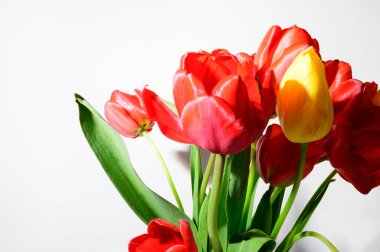 Işık arka planda güzel laleler, bahar konsepti, yakın manzara  