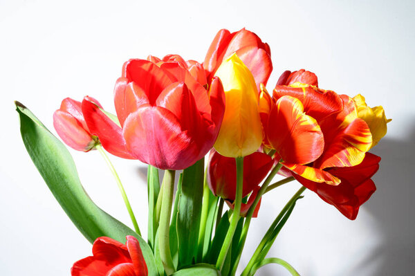букет красивых тюльпанов на светлом фоне, весенняя концепция, близкий вид  