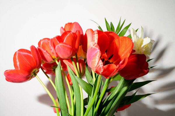 букет красивых нарциссов и тюльпанов на светлом фоне, весенняя концепция, близкий вид  