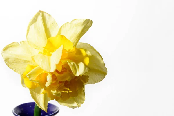 Красива Квітка Нарциса Вазі Світлому Фоні Концепція Весни Вид Крупним — стокове фото
