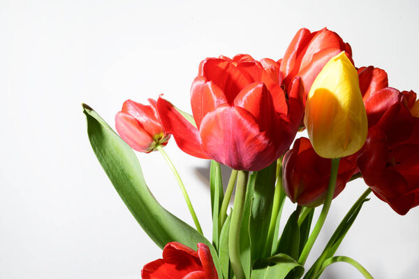bouquet of beautiful tulips on light background, spring concept, close view  