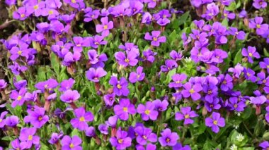 Baharın güneşli günlerinde bahçede büyüyen güzel çiçekler. 