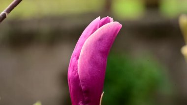 Gökyüzünde güzel çiçekleri olan manolyalar, yakın plan, bahar konsepti  