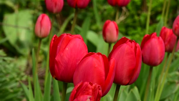 Mooie Tulpen Groeien Tuin Het Voorjaar Zonnige Dag — Stockvideo