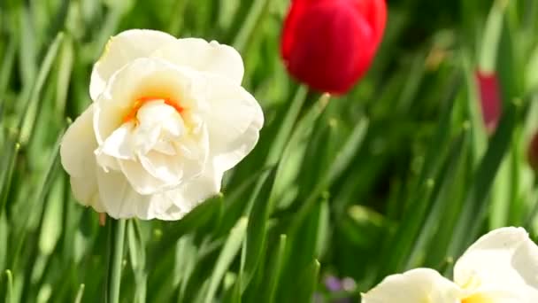 Flores Bonitas Crescendo Jardim Dia Ensolarado Primavera — Vídeo de Stock