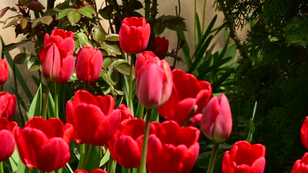 Schöne Tulpen Wachsen Garten Sonnigen Frühlingstag — Stockvideo