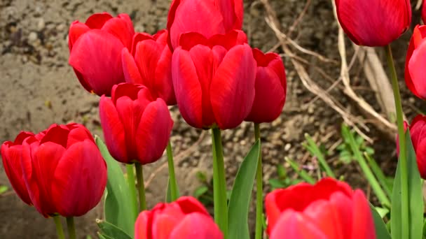 Piękne Tulipany Rosnące Ogrodzie Wiosną Słoneczny Dzień — Wideo stockowe