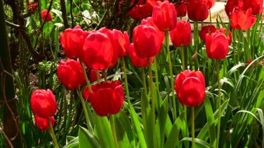 Baharın güneşli günlerinde bahçede büyüyen güzel laleler. 