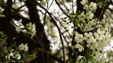 Güzel çiçekli kiraz ağacı dalları, yakın plan, bahar konsepti.  