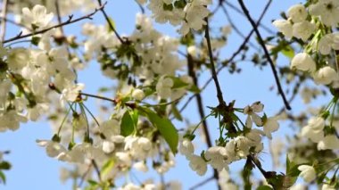 Güzel çiçekli kiraz ağacı dalları, yakın plan, bahar konsepti.  