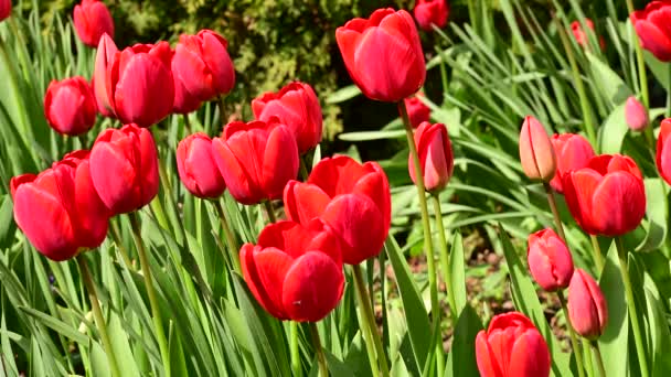 Krásné Tulipány Rostoucí Zahradě Jaře Slunečný Den — Stock video