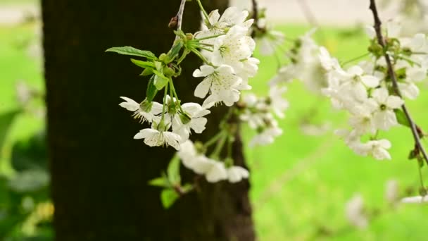 Kersenboom Takken Met Prachtige Bloemen Close Lente Concept — Stockvideo