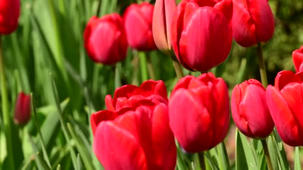 美丽的郁金香在春光明媚的日子长在花园里 — 图库视频影像