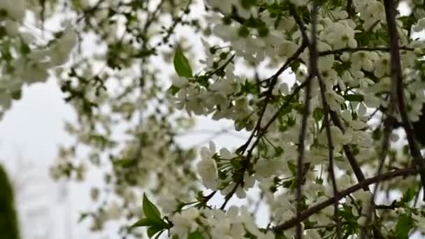 Körsbärsträd Grenar Med Vackra Blommor Närbild Vår Koncept — Stockvideo