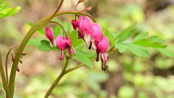 Mooie Bloedende Hart Bloemen Groeien Tuin Het Voorjaar Zonnige Dag — Stockvideo