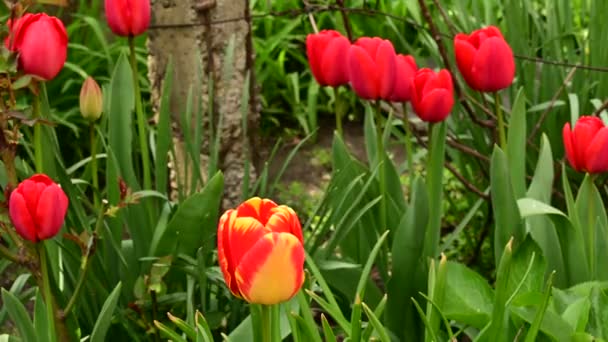 Gyönyörű Tulipánok Nőnek Kertben Tavaszi Napsütéses Napon — Stock videók