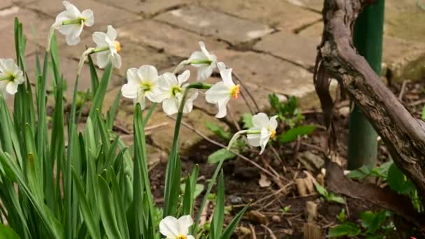 Schöne Narzissen Wachsen Garten Sonnigen Frühlingstag — Stockvideo