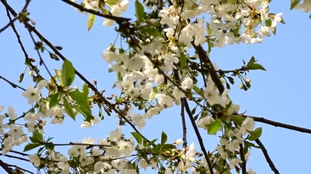 Κλαδιά Κερασιάς Όμορφα Λουλούδια Γκρο Πλαν Ανοιξιάτικη Ιδέα — Αρχείο Βίντεο