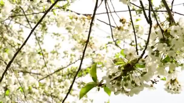 Branches Cerisier Avec Belles Fleurs Gros Plan Concept Printemps — Video