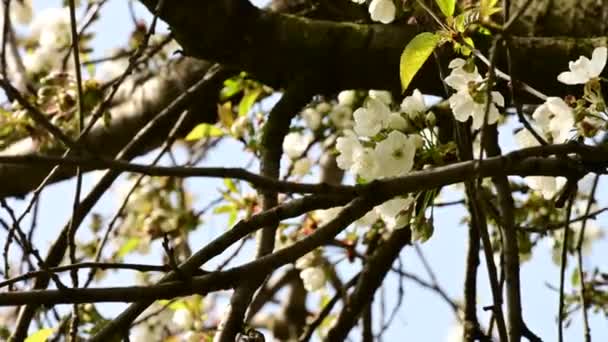 Branches Cerisier Avec Belles Fleurs Gros Plan Concept Printemps — Video