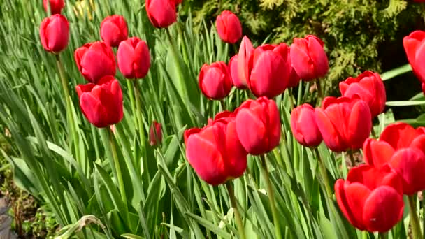 Schöne Tulpen Wachsen Garten Sonnigen Frühlingstag — Stockvideo