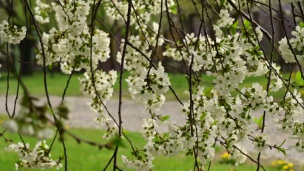 Kirschbaumzweige Mit Schönen Blüten Nahaufnahme Frühlingskonzept — Stockvideo