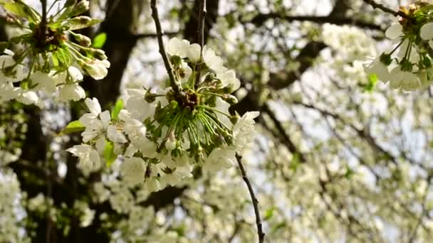 Körsbärsträd Grenar Med Vackra Blommor Närbild Vår Koncept — Stockvideo
