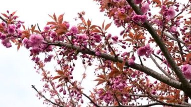 Güzel çiçekli kiraz ağacı dalları, yakın plan, bahar konsepti.  