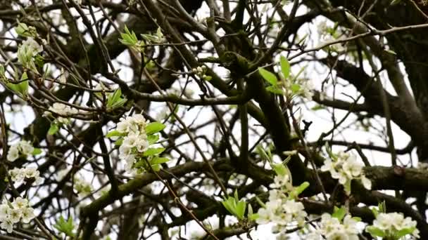 Kirschbaumzweige Mit Schönen Blüten Nahaufnahme Frühlingskonzept — Stockvideo