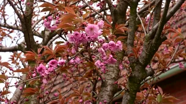 Körsbärsträd Grenar Med Vackra Blommor Närbild Vår Koncept — Stockvideo