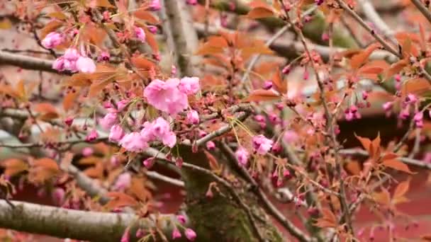 Branches Cerisier Avec Belles Fleurs Gros Plan Concept Printemps — Video