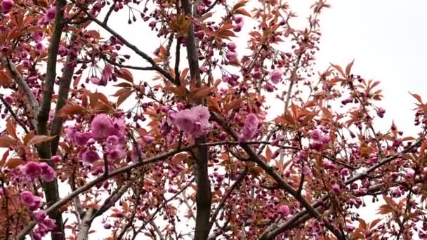 Gałęzie Wiśni Pięknymi Kwiatami Zbliżenie Koncepcja Wiosny — Wideo stockowe