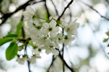 Güzel çiçekli kiraz ağacı dalları, yakın plan, bahar konsepti.  