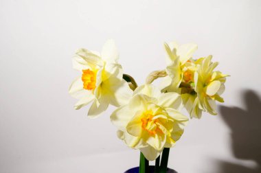 Işık arka planda güzel nergisler buketi, bahar ve anneler günü konsepti, yakın görüş  