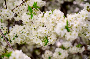 Güzel çiçekli kiraz ağacı dalları, yakın plan, bahar konsepti.  