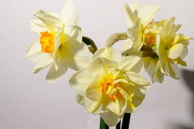 Işık arka planda güzel nergisler buketi, bahar ve anneler günü konsepti, yakın görüş  