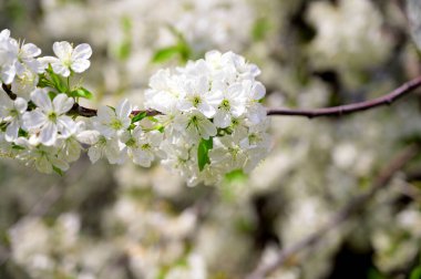 Güzel çiçekli kiraz ağacı dalları, yakın plan, bahar konsepti.  