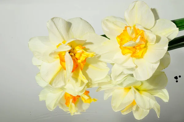 Bouquet Beautiful Daffodils Light Background Spring Mother Day Concept Close — 스톡 사진