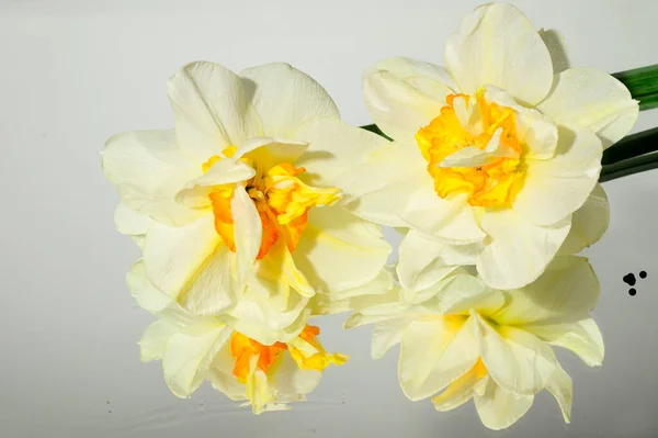 Boeket Van Mooie Narcissen Lichte Achtergrond Lente Moederdag Concept Dichtbij — Stockfoto